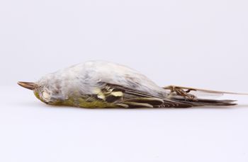 Media type: image;   Ornithology 293556 Description: Dendroica pensylvanica;  Aspect: lateral